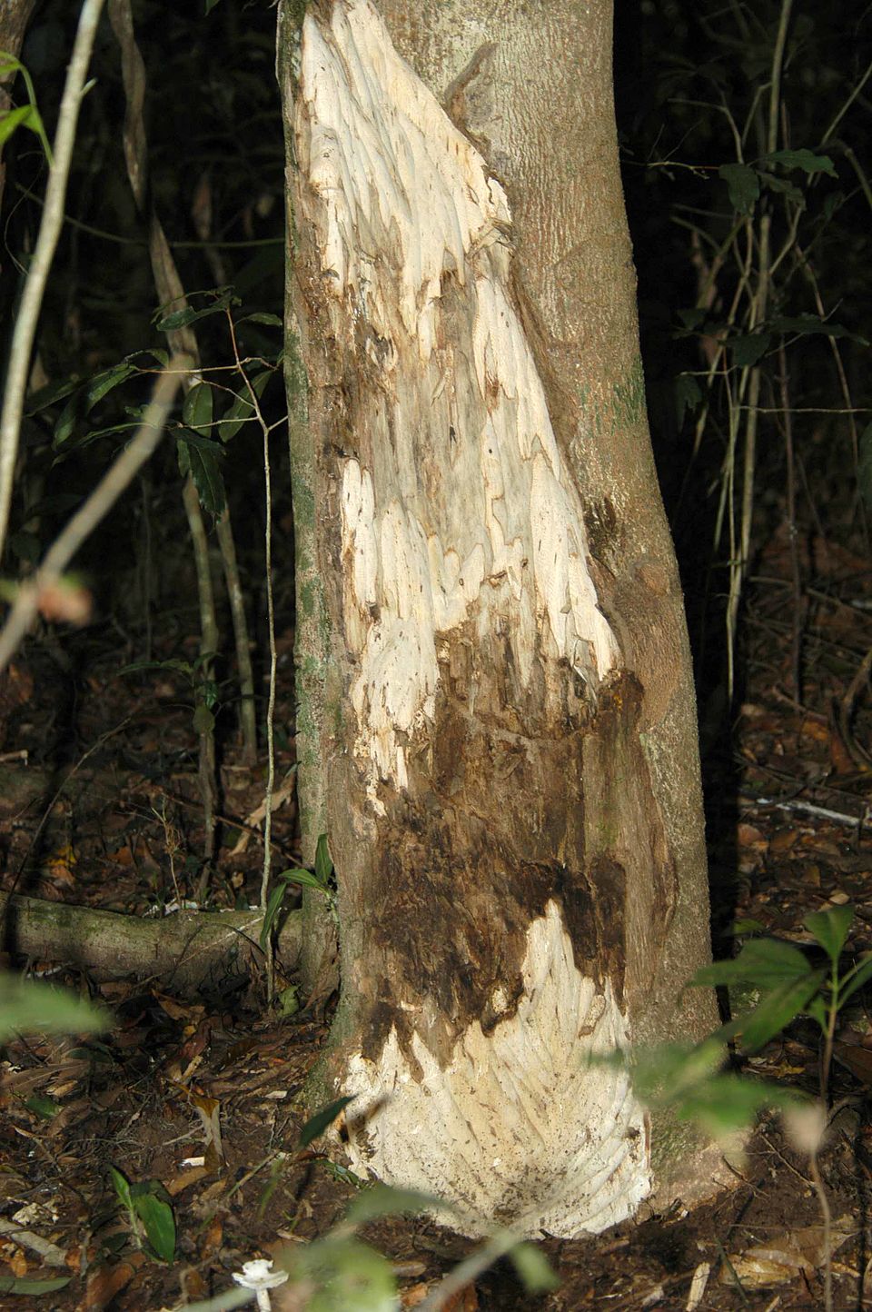 Aquilaria trunk showing both blackened, infected parts and lighter, uninfected parts